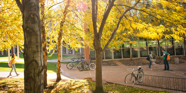 campus trees